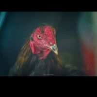 ซื้อ-ขาย​ไก่ชน​ ปัตตานี​ ยะลา​ นราธิวาส​ สงขลา