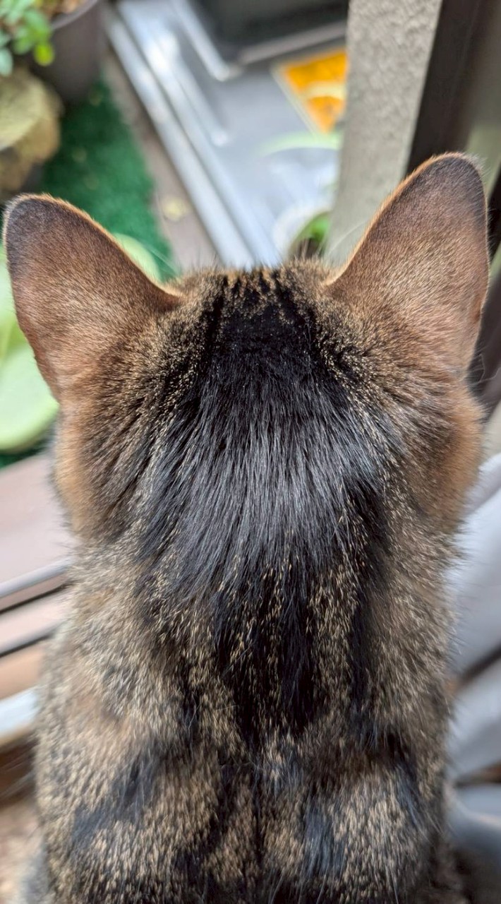 🔷よろう会🔷ね🐈‍⬛こ🐈‍⬛部🔷