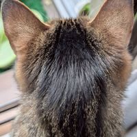 🔷よろう会🔷ね🐈‍⬛こ🐈‍⬛部🔷