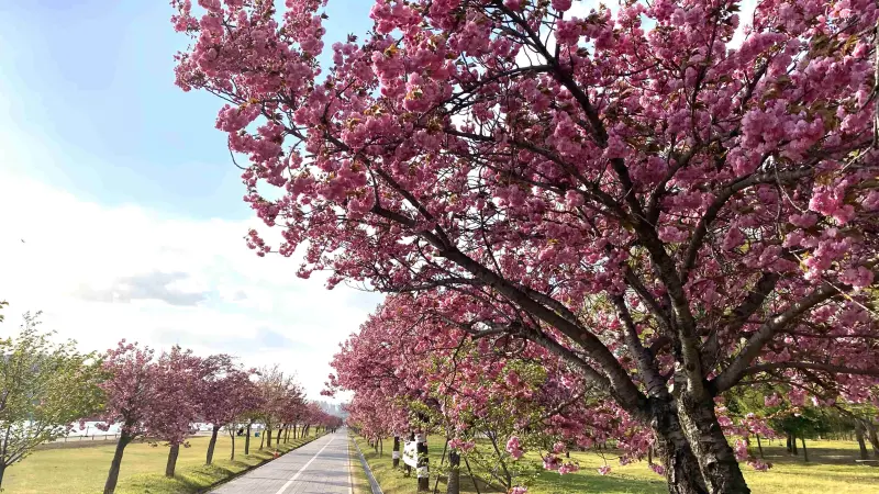 Klook開春帶你遊韓國5大浪漫花海，其中「波拉美公園」是熱門韓劇《大力女子都奉順》取景地，每年4月下旬，公園內開滿深粉的國王櫻花
