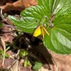 福山市蔵王山の植物