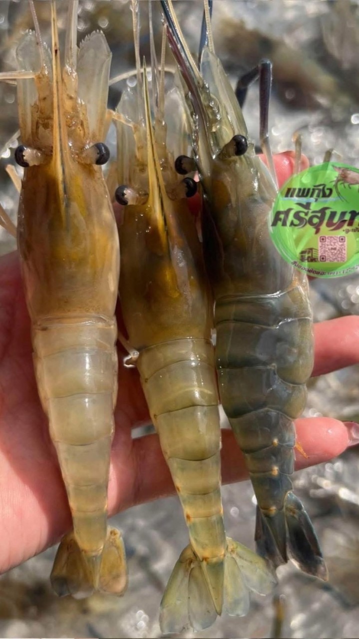 🦐เเพกุ้ง ศรีสุนทร 🔱