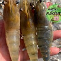 🦐เเพกุ้ง ศรีสุนทร 🔱