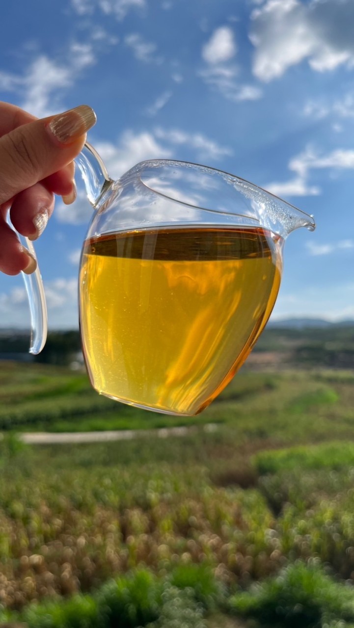 云南源头中高端普洱茶