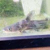 アクアリウムが好きな人，日淡が好きな人，熱帯魚が好きな人アクアリウムが好きな人全員来ーい
