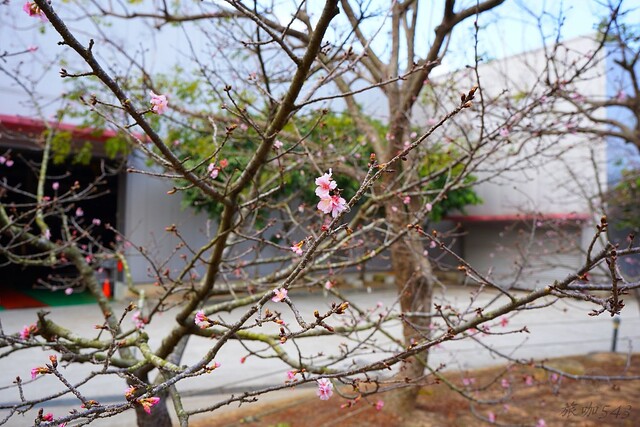 崴立機電櫻花公園