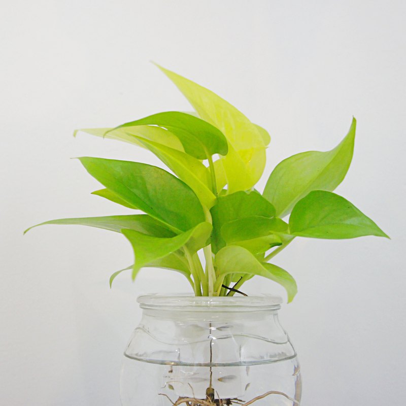 / 水耕玻璃 / 萊姆黃金葛