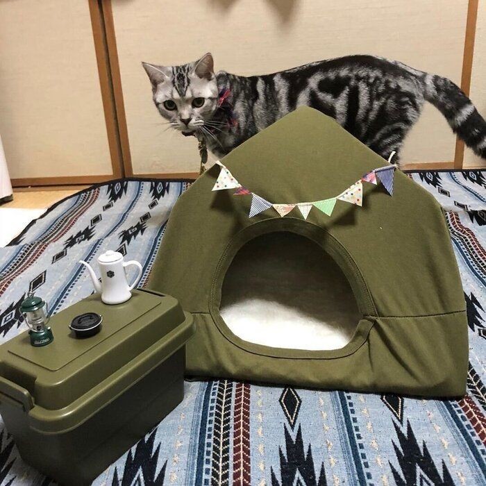 愛猫もきっと気に入る 簡単に作れる 猫テント