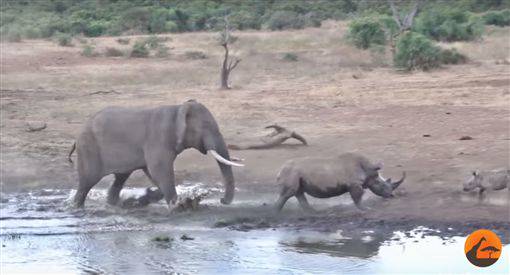 象犀最強正面對決 震撼畫面曝網驚呆 三立新聞網 Line Today