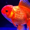 小型魚 觀賞魚 水族器材競標區