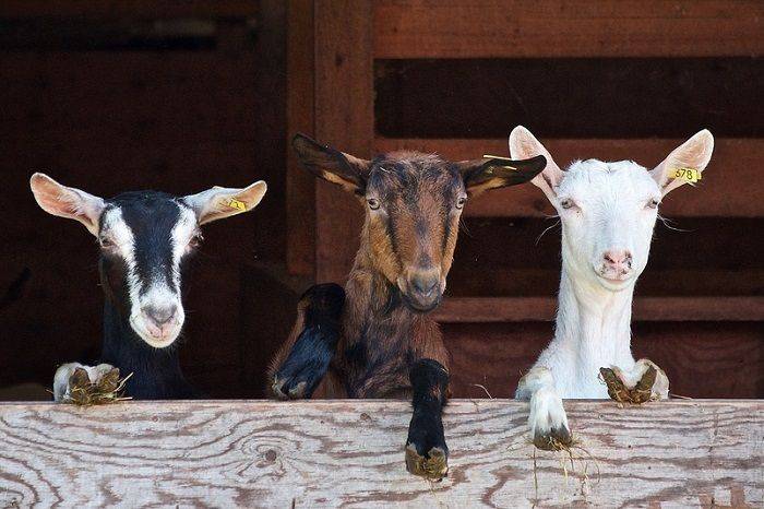 Selain Dibedakan Dari Tulang Belakang Apa Lagi Ciri Ciri Hewan Vertebrata Dan Klasifikasinya Bobo Id Line Today