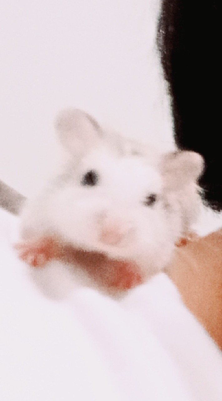 คนเลี้ยงหนูเเฮมเตอร์🐭🤍