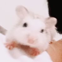 คนเลี้ยงหนูเเฮมเตอร์🐭🤍