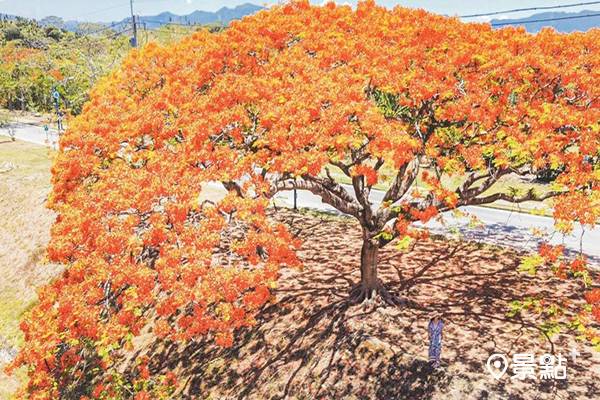 畢業季美拍火紅花樹 全台七大鳳凰花盛開中 景點家 Line Today