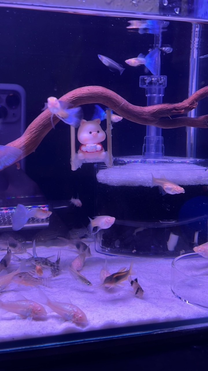 水族相關喇賽交流群🦈🐟孔雀魚鼠魚斑馬魚各類魚類）養魚問題交流