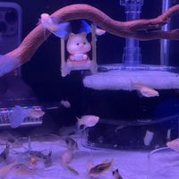 水族相關喇賽交流群🦈🐟孔雀魚鼠魚斑馬魚各類魚類）養魚問題交流