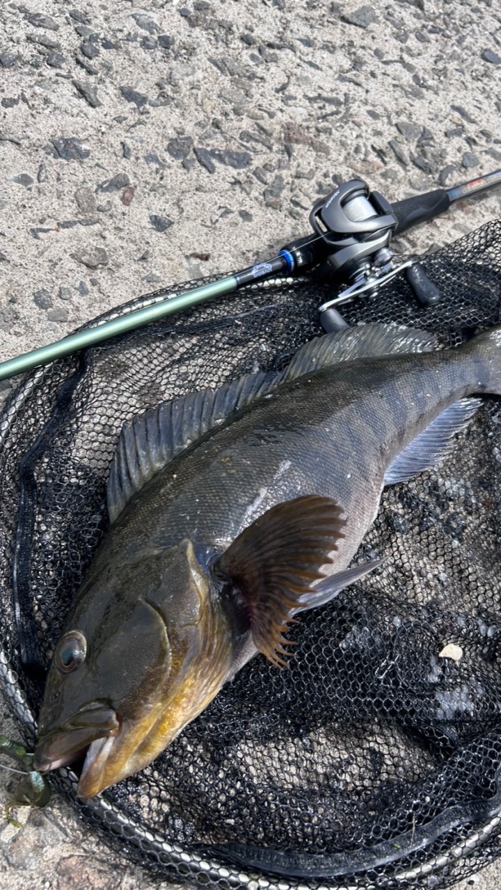 アイナメ 釣り rock fishing