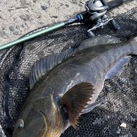 アイナメ 釣り rock fishing