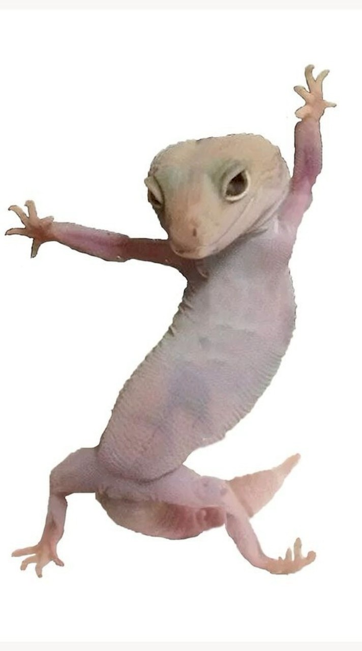 โรงเรียนสี่เท้า ก้าวไกล