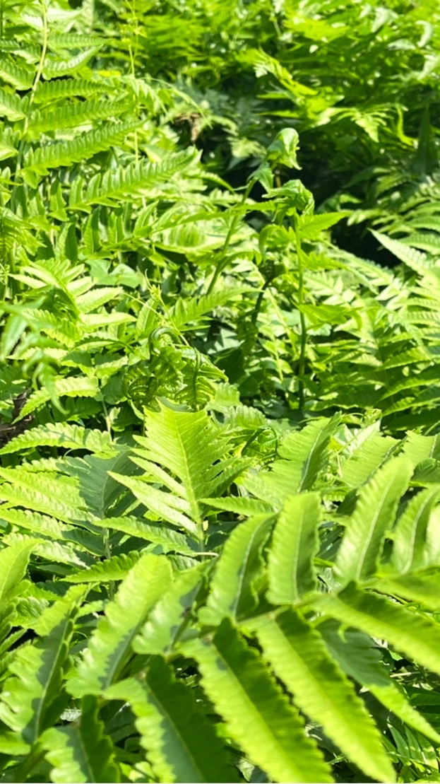 翔安心蔬菜訂購網