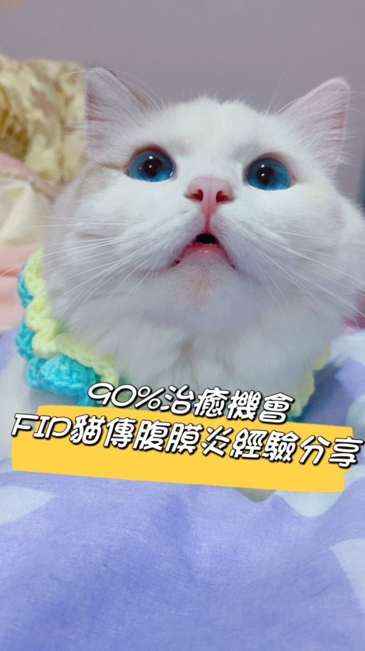 FIP 貓咪腹膜炎 諮詢救濟站
