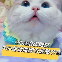 FIP 貓咪腹膜炎 諮詢救濟站