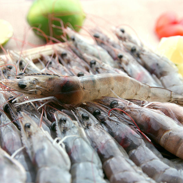 【海鮮主義】活力白蝦 規格60/70，每盒約250g(約15-16隻)(蝦子形體中)