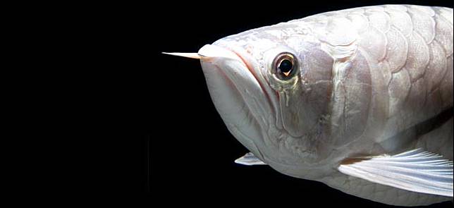 5 Jenis Ikan Hias Ini Harganya Setara Sama Mobil Cuy Gokil