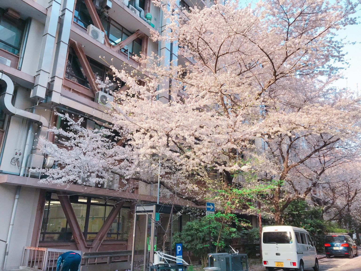 校園、墓園才是東京人賞櫻秘境？上野公園周遭三大櫻花祭熱點