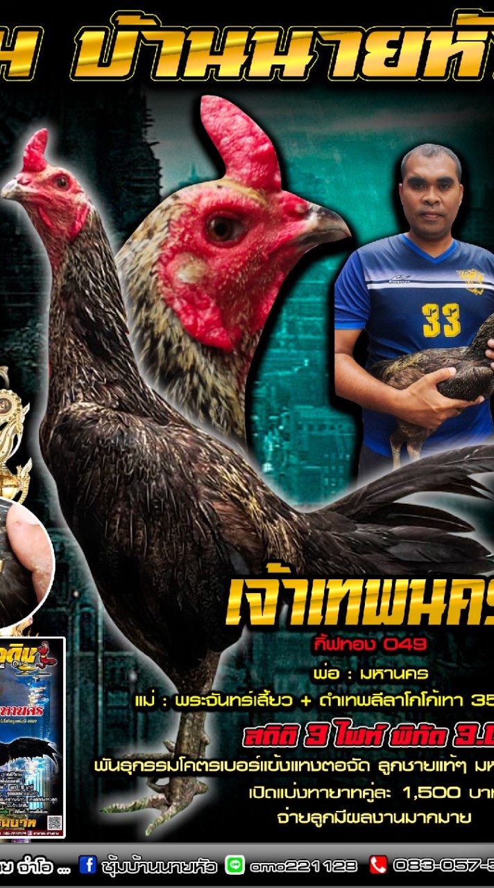 ซุ้มบ้านนายหัว#🤩 ไก่ชนราคารากหญ้า🤩