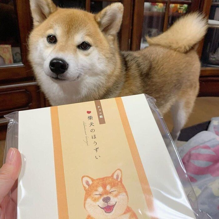愛犬の名前は入ってる 年人気名前ランキング オス犬部門