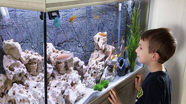 Cara Membuat Aquarium Unik Agar Sudut Ruangan Menjadi Lebih Hidup