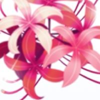 小狐狸的家