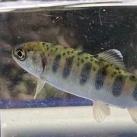 米川ビワマス大調査！関係者用オープンチャット（米川ビワマスプロジェクト）