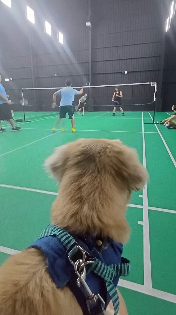 新手互戳羽球團🏸