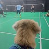 新手互戳羽球團🏸