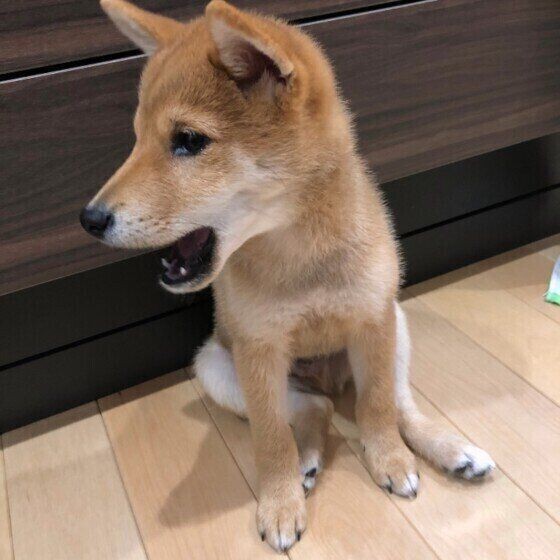 うんちをする前くるくる回る 犬が見せる 謎儀式 の真相