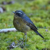 台灣鳥人の鳥訊
