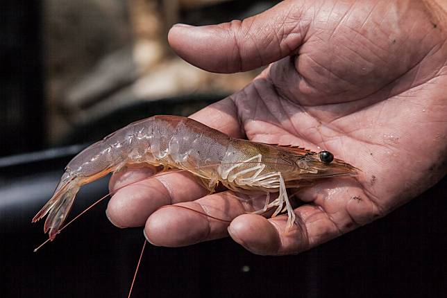 ▲新鮮的蝦，晶瑩剔透（圖/奧丁丁市集）