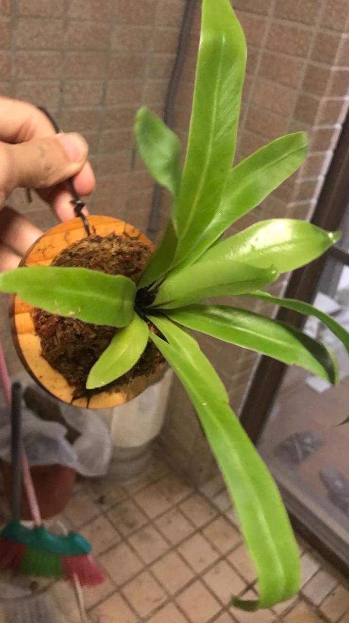 植感日常（盆栽、皮革）