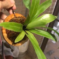 植感日常（盆栽、皮革）