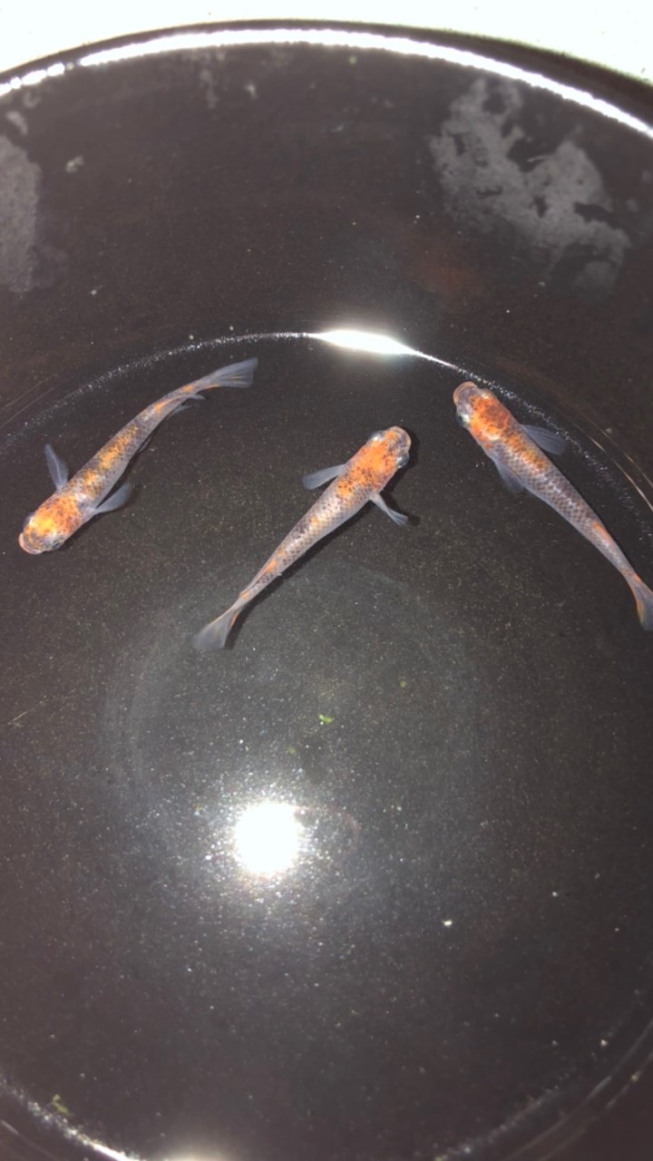 三色メダカの猛者集結！！