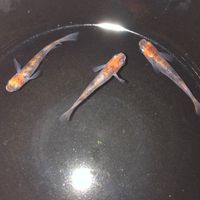 三色メダカの猛者集結！！