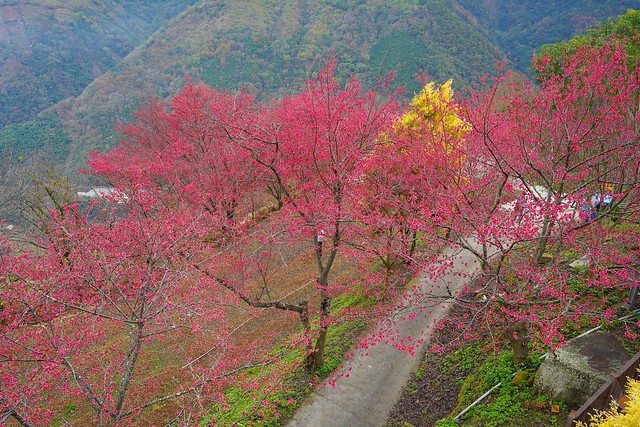 望高茶園景觀餐廳