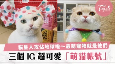 看到主子還不快跪下～盤點台灣3個 IG 療癒系貓星人，萌到你不要不要的！