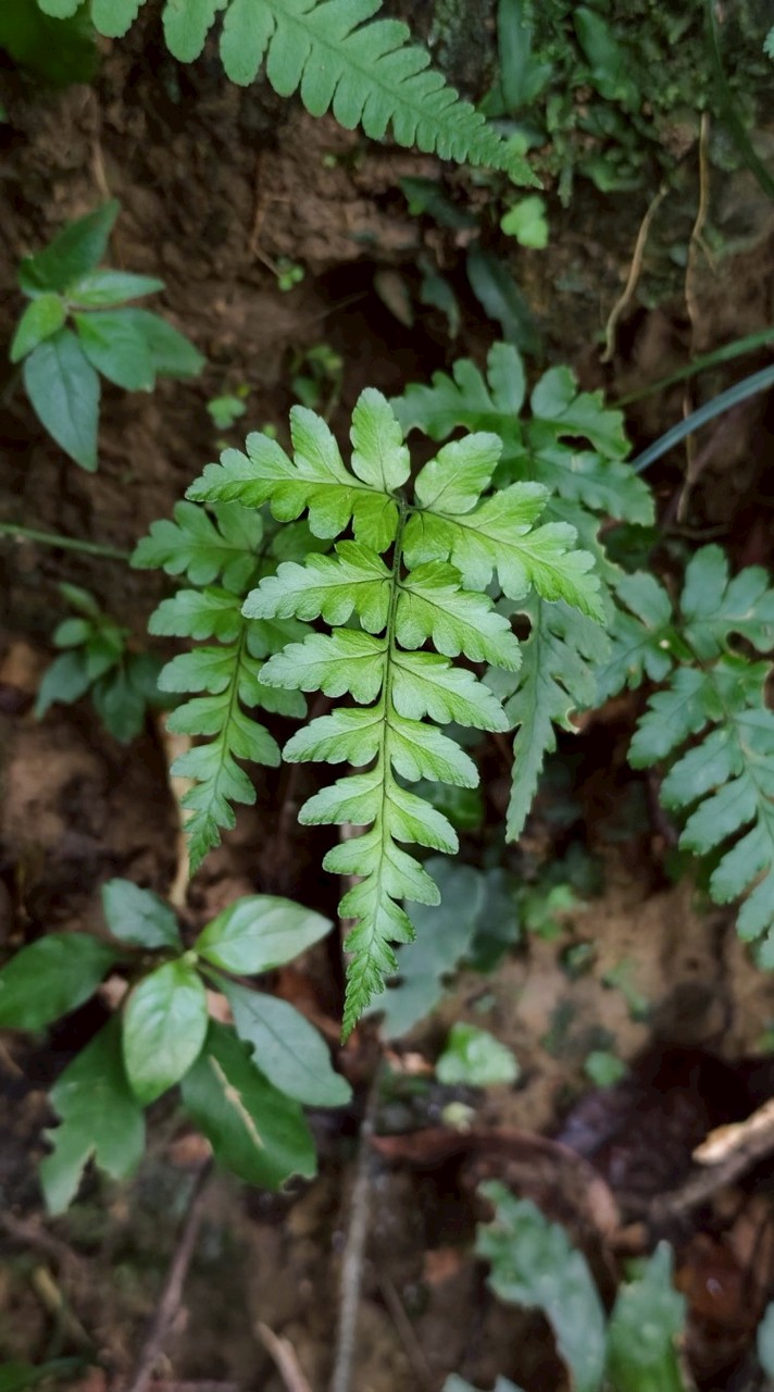 植物園藝交流群(新莊 五股 泰山)