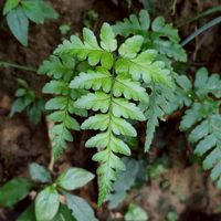植物園藝交流群(新莊 五股 泰山)