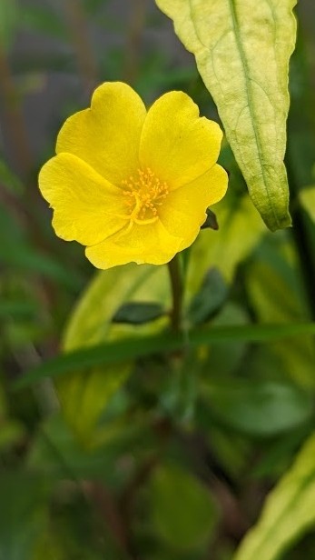 植物園藝交流群(新莊 五股 泰山)