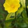 植物園藝交流群(新莊 五股 泰山)