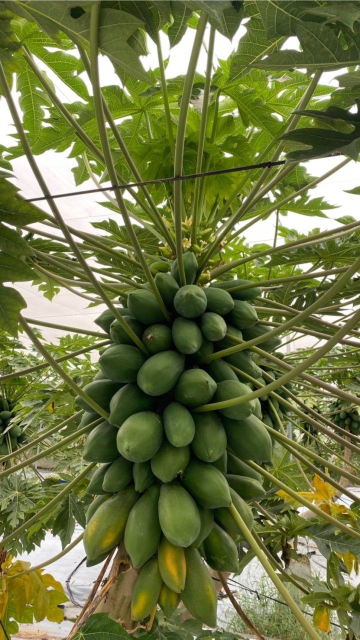 種植好好玩